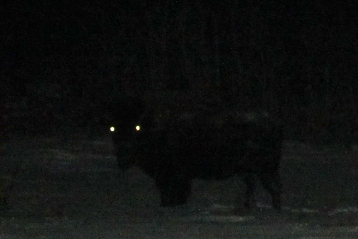 Wood Bison